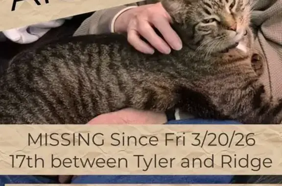 Lost male cat, West 17th Court North, Wichita - brown and black Tabby - photo