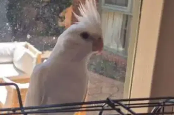 Lost pets Melbourne, photo: Lost bird, Surrey Hills, Melbourne - white cockatiel