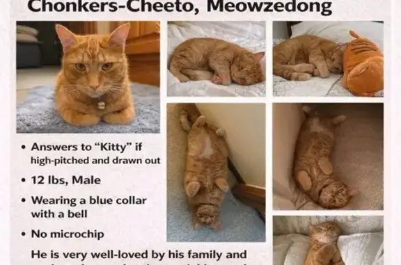 Lost male cat, Neil Drive, Pella - orange with blue collar - photo