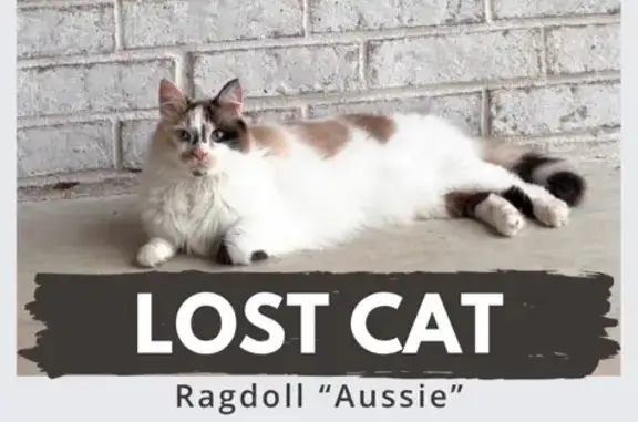 Lost female cat, Greenbrier, Little Rock - unique markings between the eyes - photo