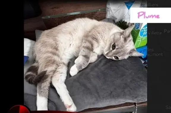 Animaux trouvés Paris, photo: Chat perdu, Rue Jean Nicot, 9, Saint-Avit-Saint-Nazaire, Paris - yeux bleu