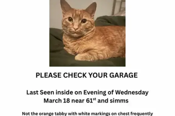 Lost male cat, West 61st Place, Arvada - medium sized and neutered - photo