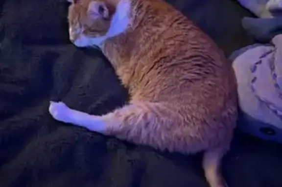 Lost male cat, West 26th Street, Richmond - blind and shy - photo