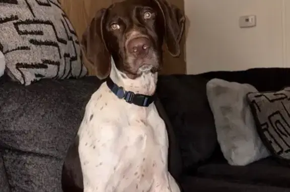 Lost male dog, Sisson Lane, Sissonville - dark brown & white - photo