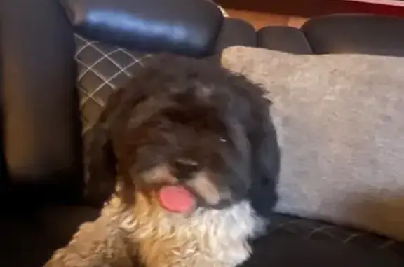 Found dog Phoenix, photo: Found male dog, North Central Avenue, Phoenix - curly coat