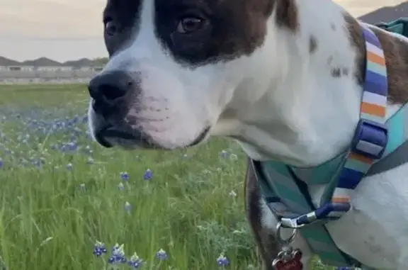 Lost pets Temple, photo: Lost Male Dog, Spring Terrace Loop, Temple - brindle with skin tag