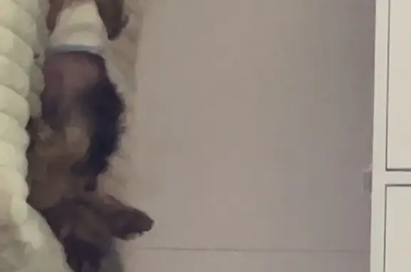 Lost pets Pleasant Grove, photo: Lost Female Dog, Hale Drive, 55, Pleasant Grove - pink collar