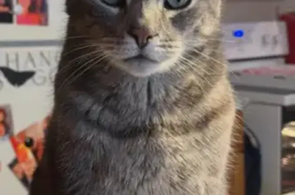 Lost male cat, Boland Avenue, Wilkes-Barre - all grey with green/yellow eyes - photo