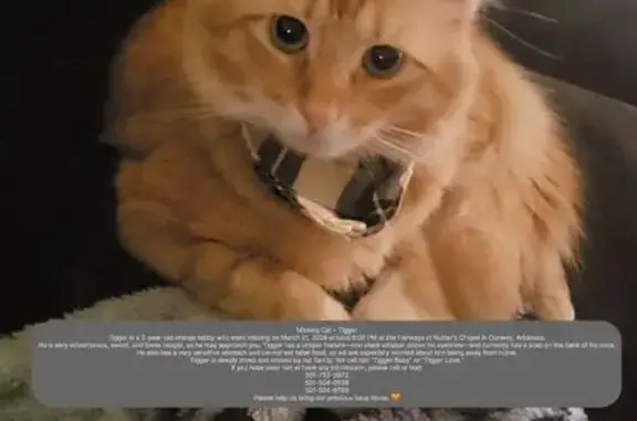 Lost male cat, Nutters Chapel Road, Conway - orange tabby with a black whisker - photo