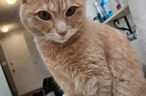 Lost male cat, Park Avenue, Louisville - friendly and orange - photo