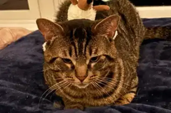 Missing cat Bayport, photo: Lost male cat, John Avenue, 932, Bayport - tabby with green eyes