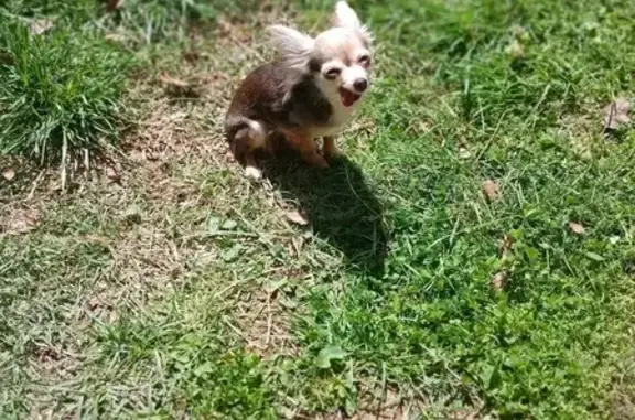 Lost female dog, Dunbar Road, Clarksville - teacup chihuahua, no teeth - photo