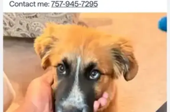 Lost pets Hampton, photo: Lost dog, Hampton, Virginia - tan with white and black patches