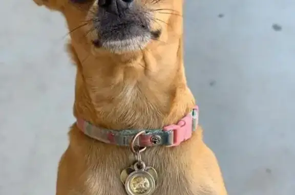 Lost pets Phoenix, photo: Lost female dog, West Carter Road, Phoenix - light brown Chihuahua