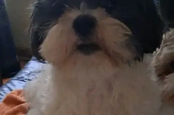 Lost pets Chicago, photo: Lost male dog, South Sangamon Street, Chicago