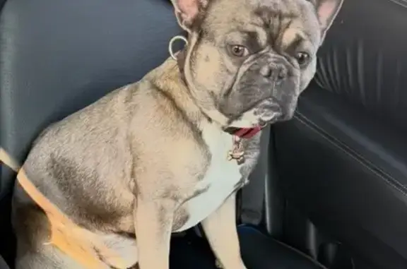 Lost pets Ammon, photo: Lost Male Dog, South Castelli Drive, Ammon