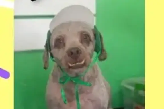 Cachorro perdido Macho (brl002508) - photo