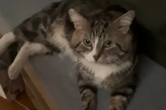 Chat perdu, Paris, photo: Chat perdu, Rue Gaston Daguenet, Argenteuil - homme avec une oreille qui rebique