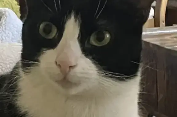 Lost female cat, Sherman Street, Brooklyn - escaped during a fire - photo