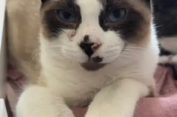 Lost female cat with short bob tail, Mc Ewing Court, Concord - photo