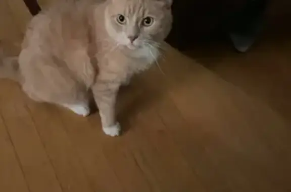 Lost and found pets Lincoln, photo: Lost male cat, West Treehaven Drive, Lincoln - orange and white fur