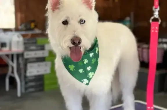 Lost female dog, Clifton Landing Road, Kilmarnock - white with one brown eye and one blue eye - photo