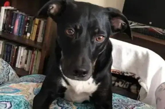 Lost female dog, Lively Hope Road, Marlboro Village - green collar - photo