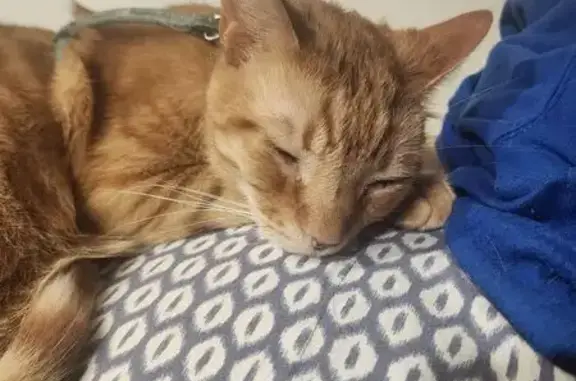 Missing cat Tustin, photo: Lost male cat, Kipling Lane, Tustin - orange, blind in left eye