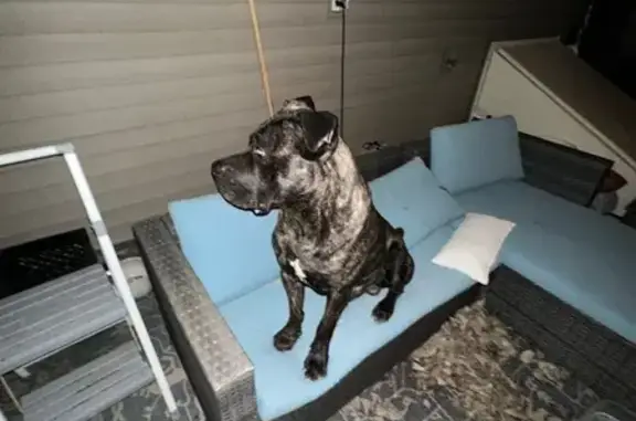 Found pets Toledo, photo: Found male dog, Barret Avenue, Louisville - Brindle Bull Mastiff