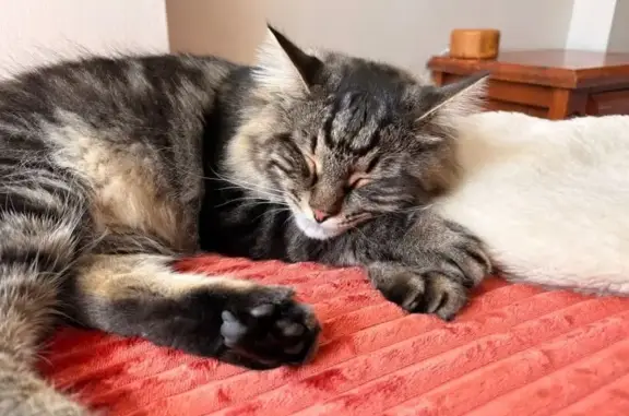 Lost male cat, Oatley Avenue, Georges River Council - timid Mainecoon cross - photo