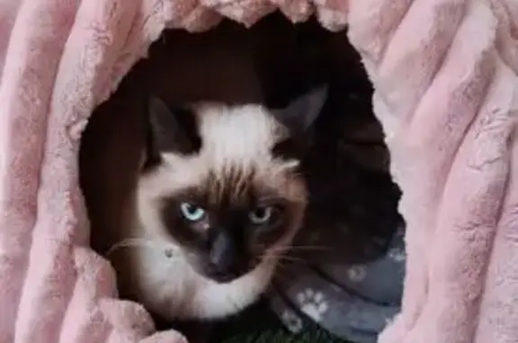 Chat perdu, Lotissement La Bastide de Ravel, Marseille - siamois pucée - photo