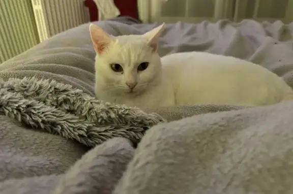 Chat perdu, Paris, photo: Perdu Chat, Thoury-Férottes, Paris - Bounty, chatte blanche