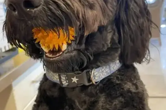 Lost male dog, Yirrigan Drive, 174, Stirling, Bayswater - black, medium-sized, 2yo - photo