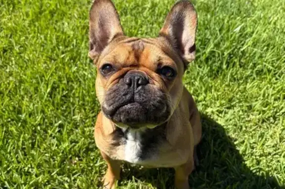 Lost female dog, Lake Macquarie City Council, Sydney - orange/brown coat, no tail - photo