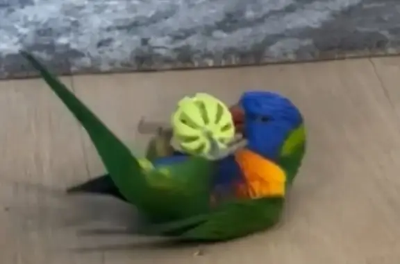 Lost bird, Eugenia Street, 20, Melbourne - female, tame and responds to Rio - photo