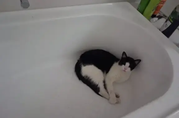 Lost male cat, Madge Street, 9A, Port Adelaide Enfield - black and white, microchipped - photo