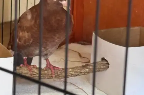 Lost bird, Weaponess Road, Wembley - brown with brown and white wings - photo