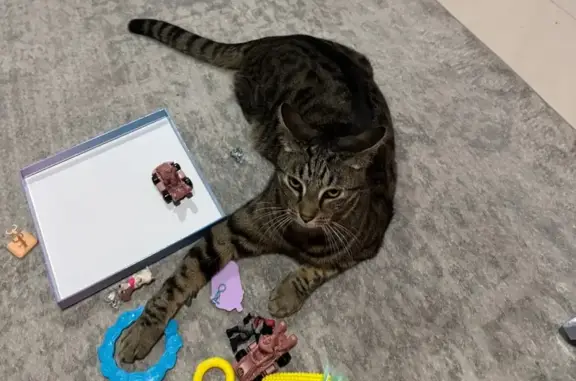 Lost male cat, Wallace Drive, Adelaide - microchipped and friendly - photo