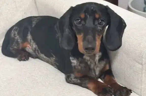 Perdido perro teckel macho, Arroyo de La Miel, Malaga - photo