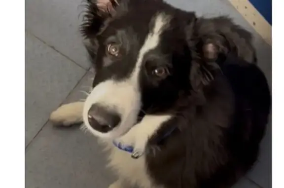 Perdido perro macho, Calle de Colmenarejo, Galapagar - border collie blanco y negro - photo