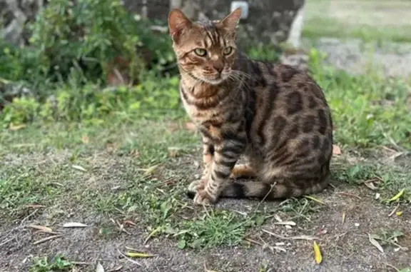 Perdu chat homme, Grande Rue, Tracy-le-Mont - bengal - photo