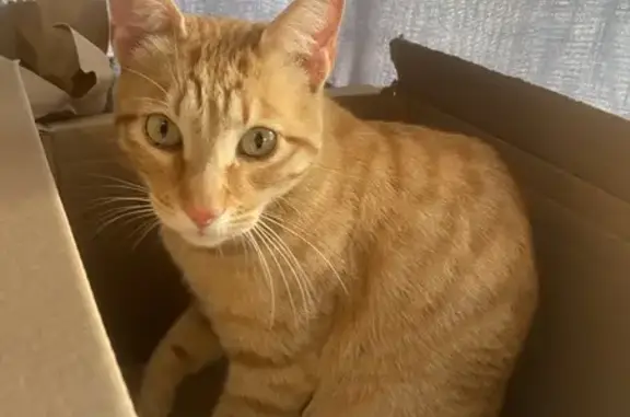 Perdido gato, Torrealquería, Marbella - naranja y amable - photo