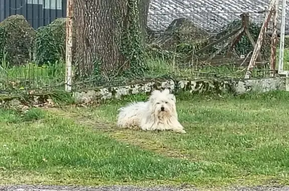 Chien trouvé Trie-sur-Baïse, photo: Chien trouvé, Rue de Mirande, 127, Trie-sur-Baïse - ressemble à un labrit
