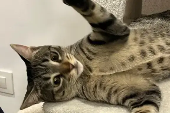 Perdido gato hembra, Carrer de Llevant, 29, L'Hospitalet de Llobregat - tigra grisa de 10 meses - photo