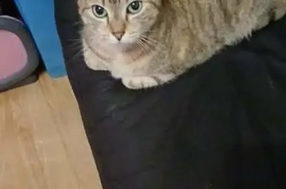 Animaux perdus Calais, photo: Perdu chat femelle, Rue Pascal, 62, Calais - pelage tigré