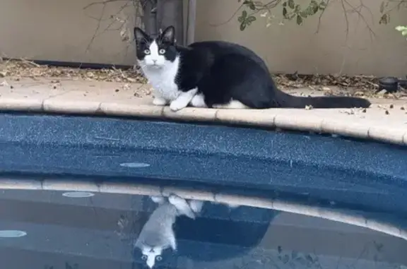 Lost male cat, Adelaide Boulevard, 29, Merri-Bek City - black and white DSH Tuxedo - photo