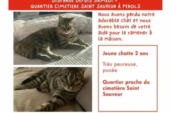 Chat perdu, Rue du Corail, Pérols - tigrée à poil court - photo