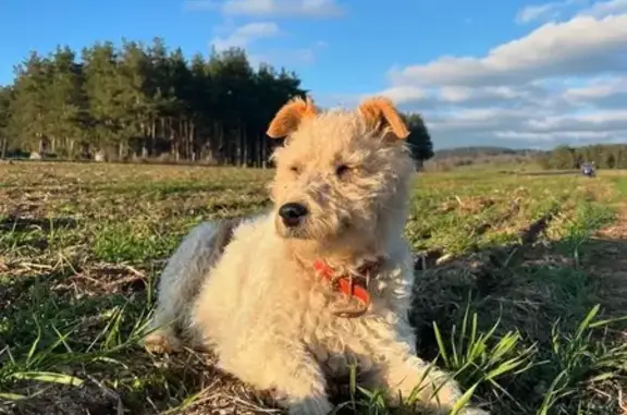 Chien perdu, Saint-Denis-en-Margeride, Bagnols-sur-Cèze - femelle fox terrier - photo