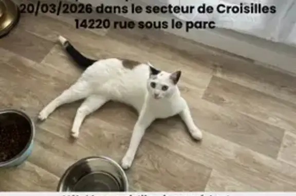 Perdu chat homme, Sous le Parc, 7, Croisilles - blanc avec tache en forme de cœur - photo