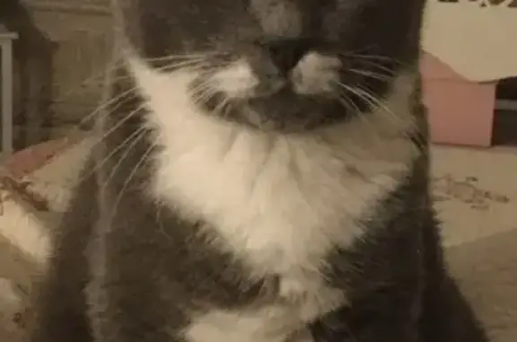 Chat perdu, Montpellier, photo: Chat disparu Fille, Montpellier (fl587313)